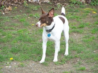 Pocomtuc's Crazy Babe Ms Mansi