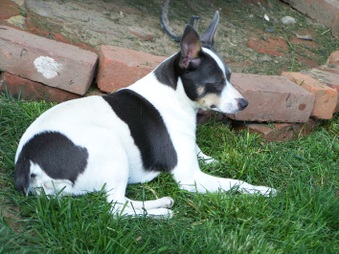 Pocomtuc's Itsy Bits Aylen