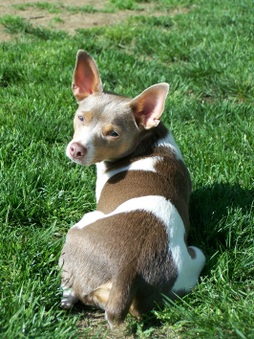 Pocomtuc's Wapi-Doo-Bee