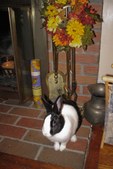 Enlarge photo 57