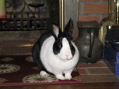 Enlarge photo 28