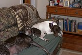 Enlarge photo 33