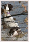 Enlarge photo 39