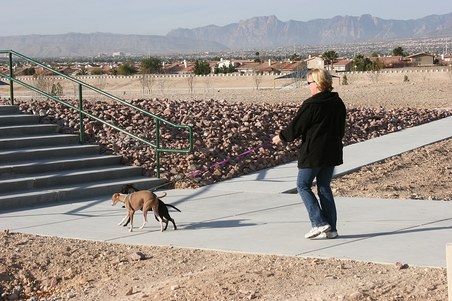 A Day at the Dog Park