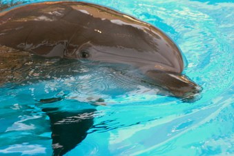 Enlarge photo 30