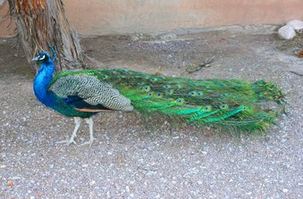 Enlarge photo 37
