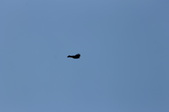 Enlarge photo 36