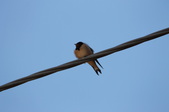 Enlarge photo 40