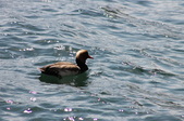 Enlarge photo 41