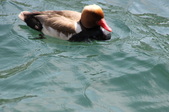 Enlarge photo 42