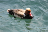 Enlarge photo 43