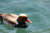 Enlarge photo 44