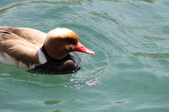 Enlarge photo 45