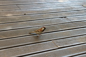 Enlarge photo 51