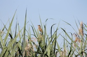 Enlarge photo 52