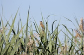 Enlarge photo 53