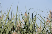 Enlarge photo 55