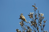 Enlarge photo 56
