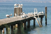 Enlarge photo 73