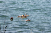 Enlarge photo 75