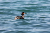Enlarge photo 77