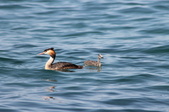Enlarge photo 78