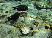 Enlarge photo 30