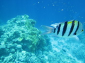 Enlarge photo 42