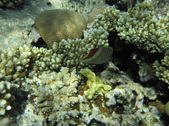 Enlarge photo 43