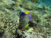 Red Sea Snorkel Pics