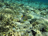 Enlarge photo 49
