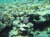 Enlarge photo 52