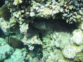 Enlarge photo 53