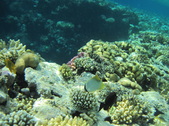 Enlarge photo 55