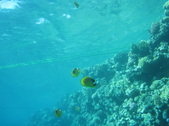 Enlarge photo 59