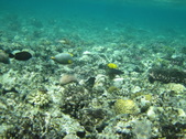 Enlarge photo 61