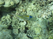 Enlarge photo 63