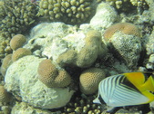 Enlarge photo 64