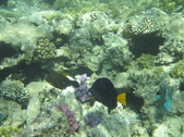 Enlarge photo 65