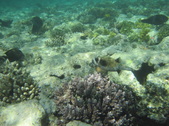 Enlarge photo 68