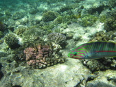 Enlarge photo 70