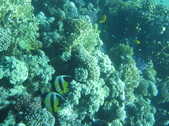 Enlarge photo 72