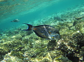 Enlarge photo 73
