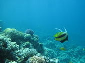 Enlarge photo 74