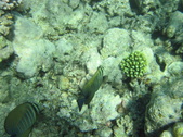 Enlarge photo 77