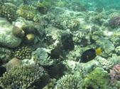 Enlarge photo 78