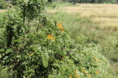 Enlarge photo 113