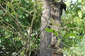 Enlarge photo 219