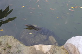 Enlarge photo 313