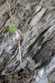 Enlarge photo 331